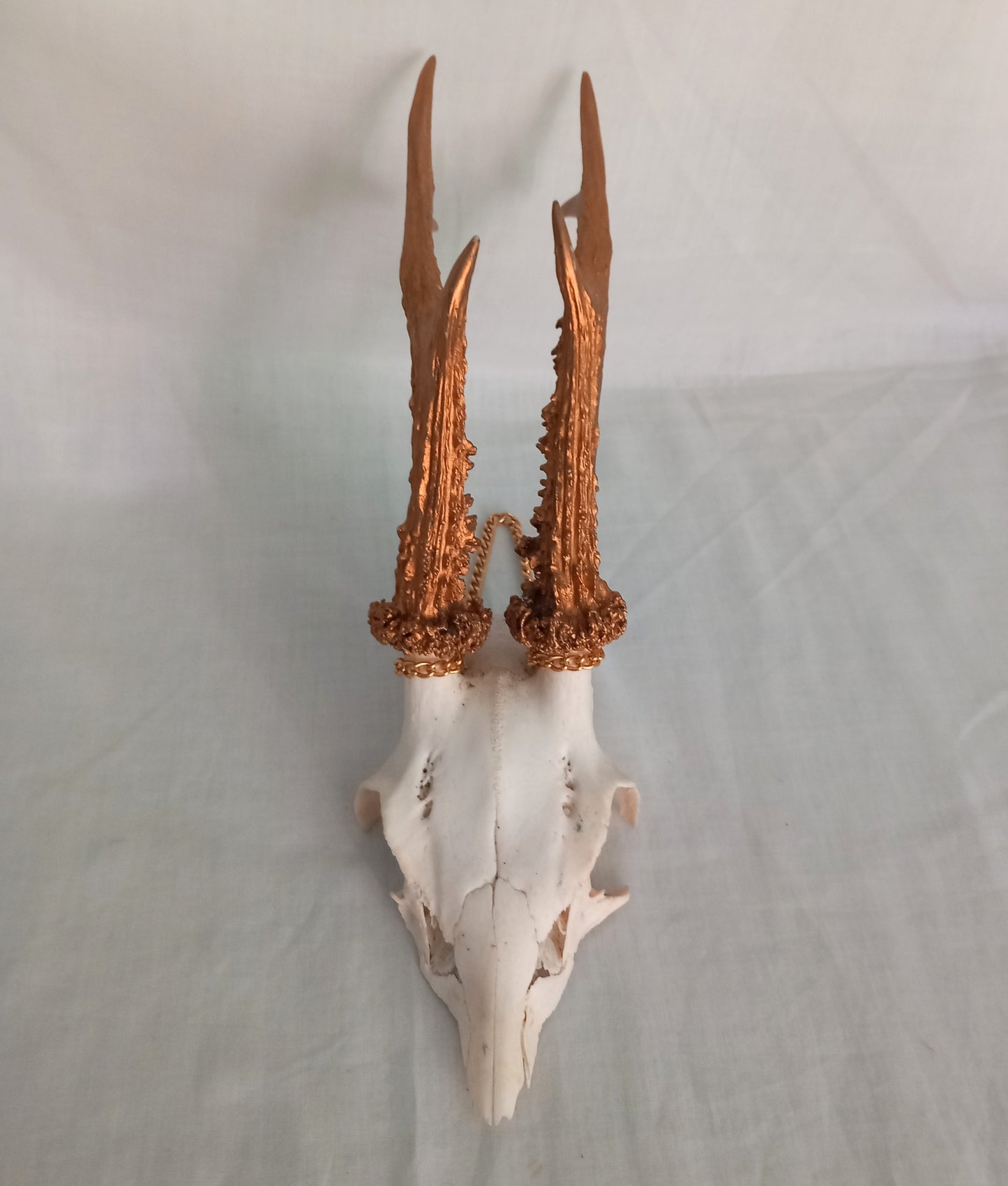 Vintage Roe deer skull cap with gold painted 3 point antlers and hanging chain