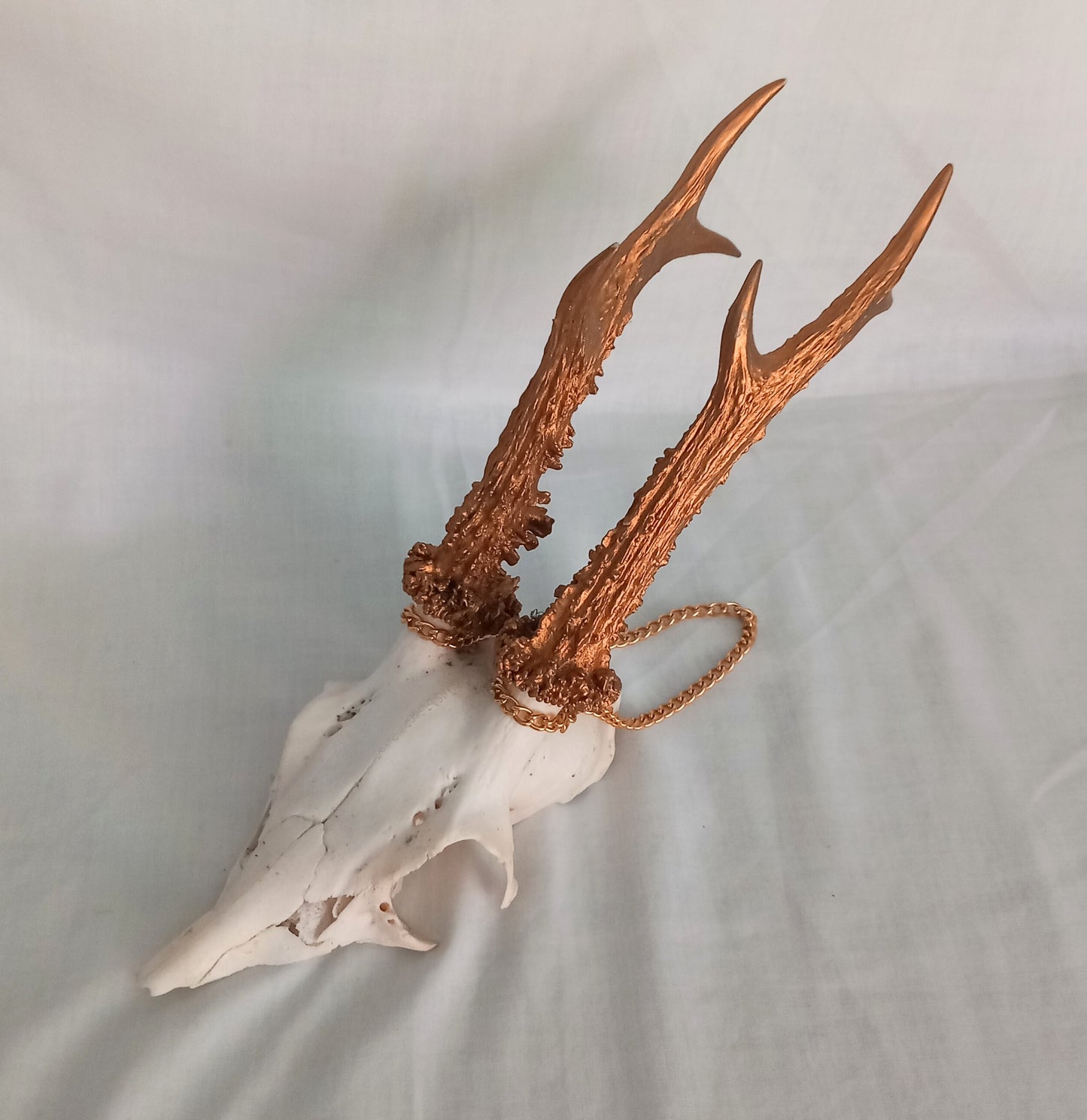 Vintage Roe deer skull cap with gold painted 3 point antlers and hanging chain