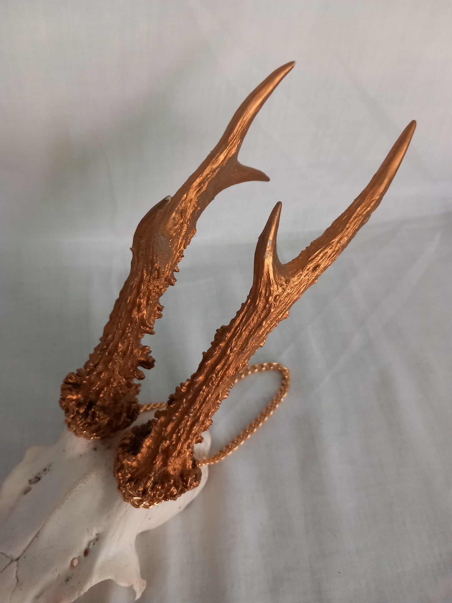 Vintage Roe deer skull cap with gold painted 3 point antlers and hanging chain