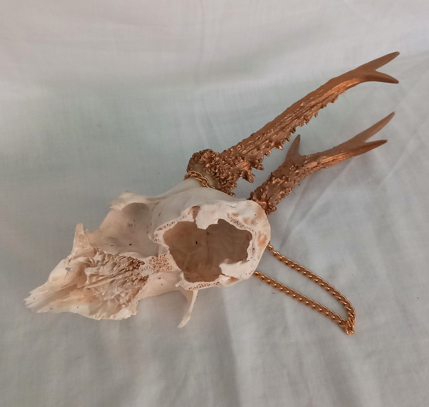 Vintage Roe deer skull cap with gold painted 3 point antlers and hanging chain