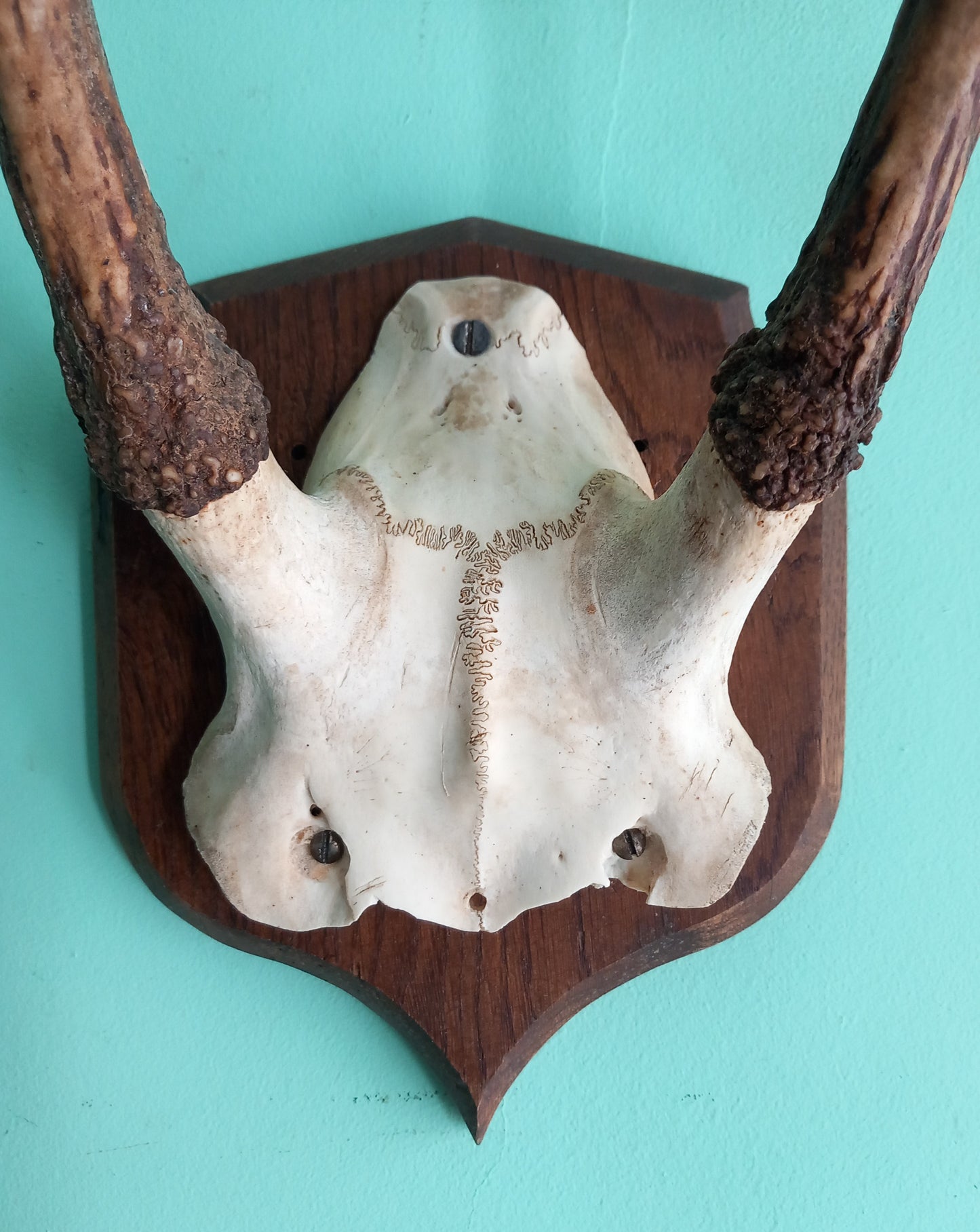 Vintage Roe Deer skull cap & antlers mounted on wooden shield