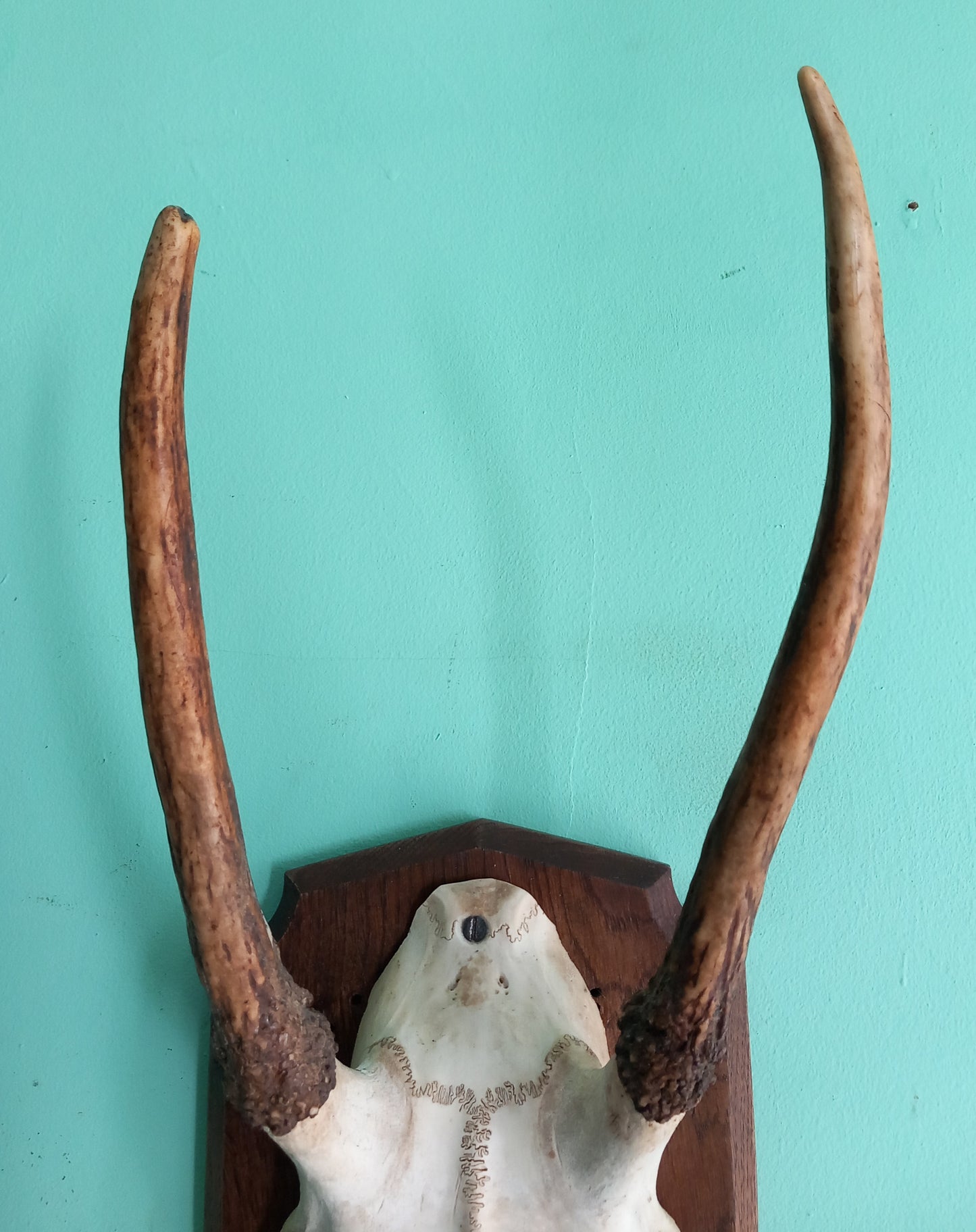 Vintage Roe Deer skull cap & antlers mounted on wooden shield