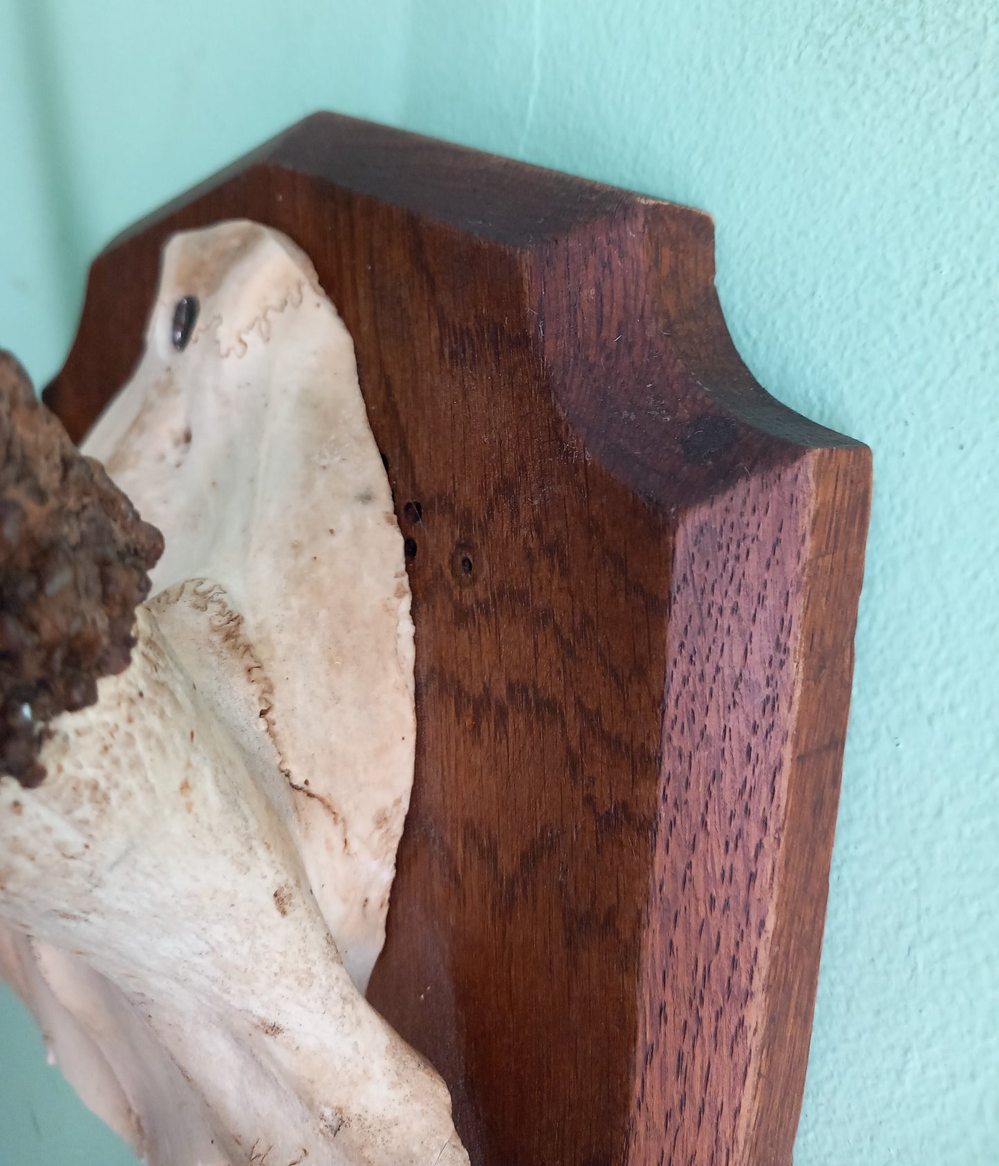 Vintage Roe Deer skull cap & antlers mounted on wooden shield