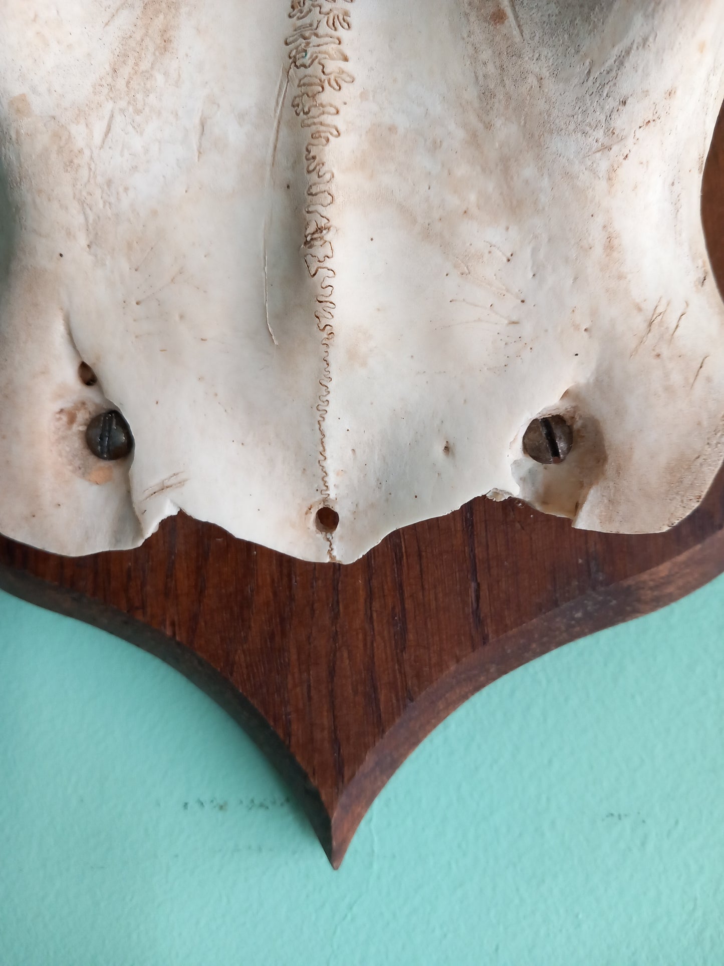 Vintage Roe Deer skull cap & antlers mounted on wooden shield
