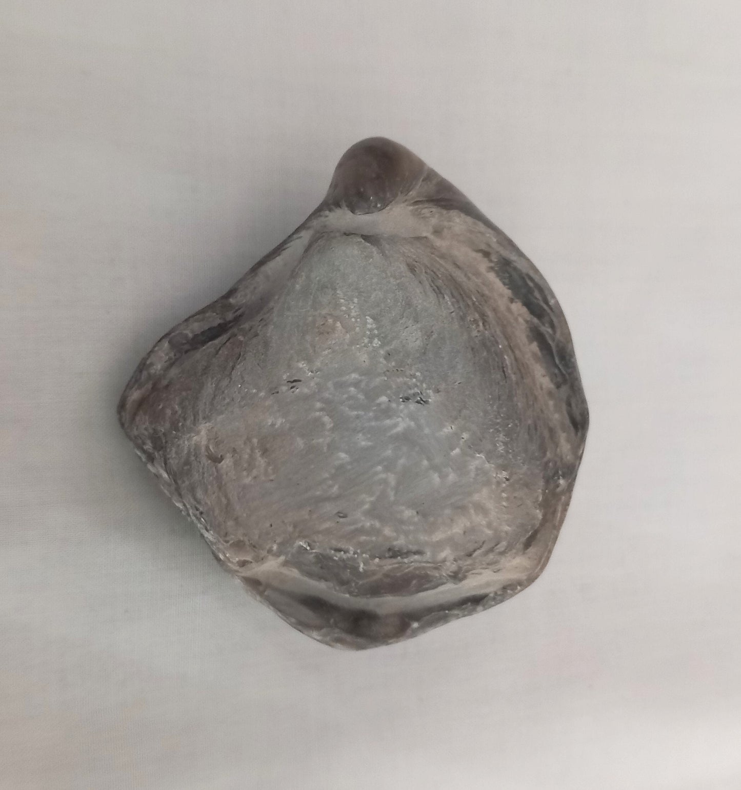 Polished Gryphaea Oyster Fossil, Oxford Clay Peterborough UK