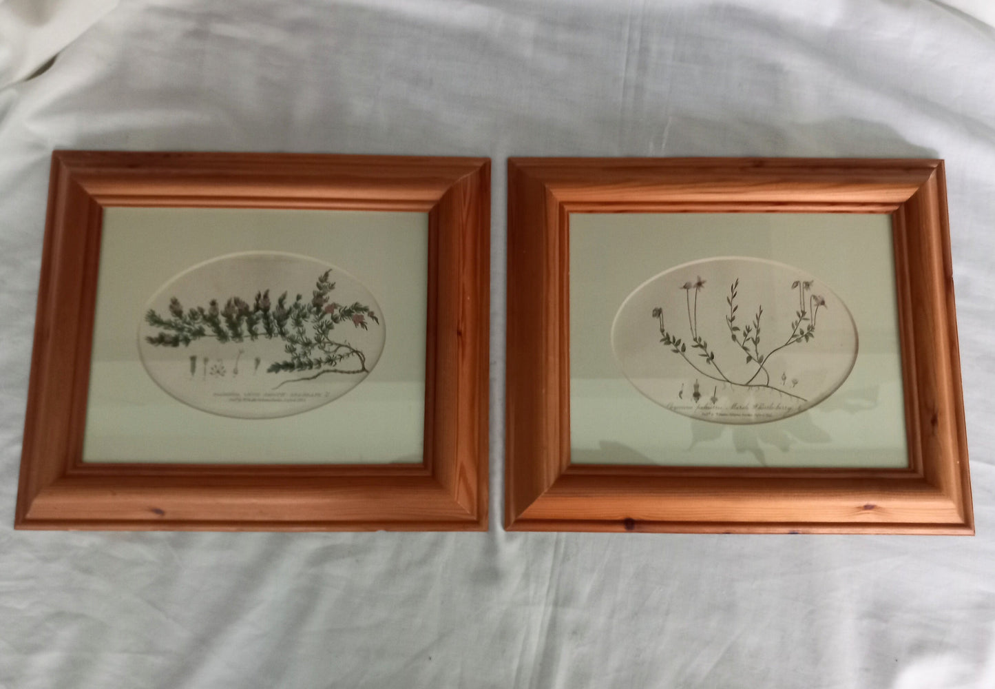 Set Of 2 Baxter Antique Botanical Flower Prints In Pine Frames