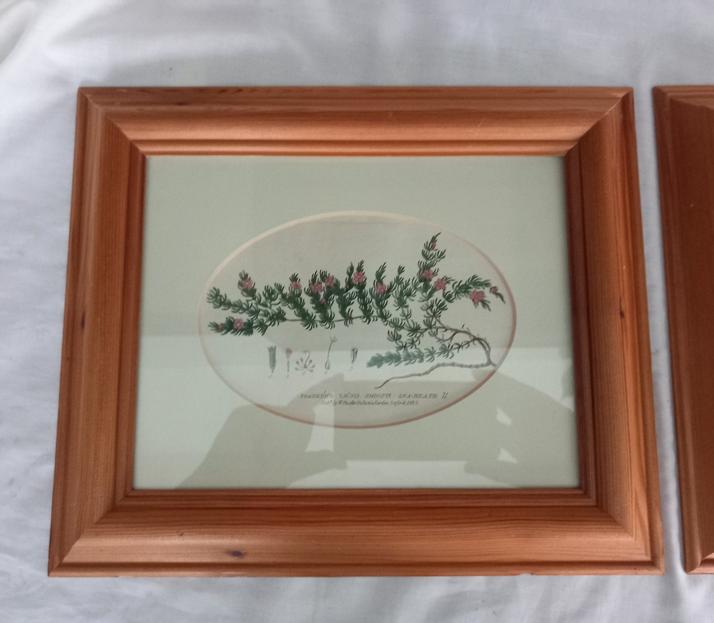 Set Of 2 Baxter Antique Botanical Flower Prints In Pine Frames