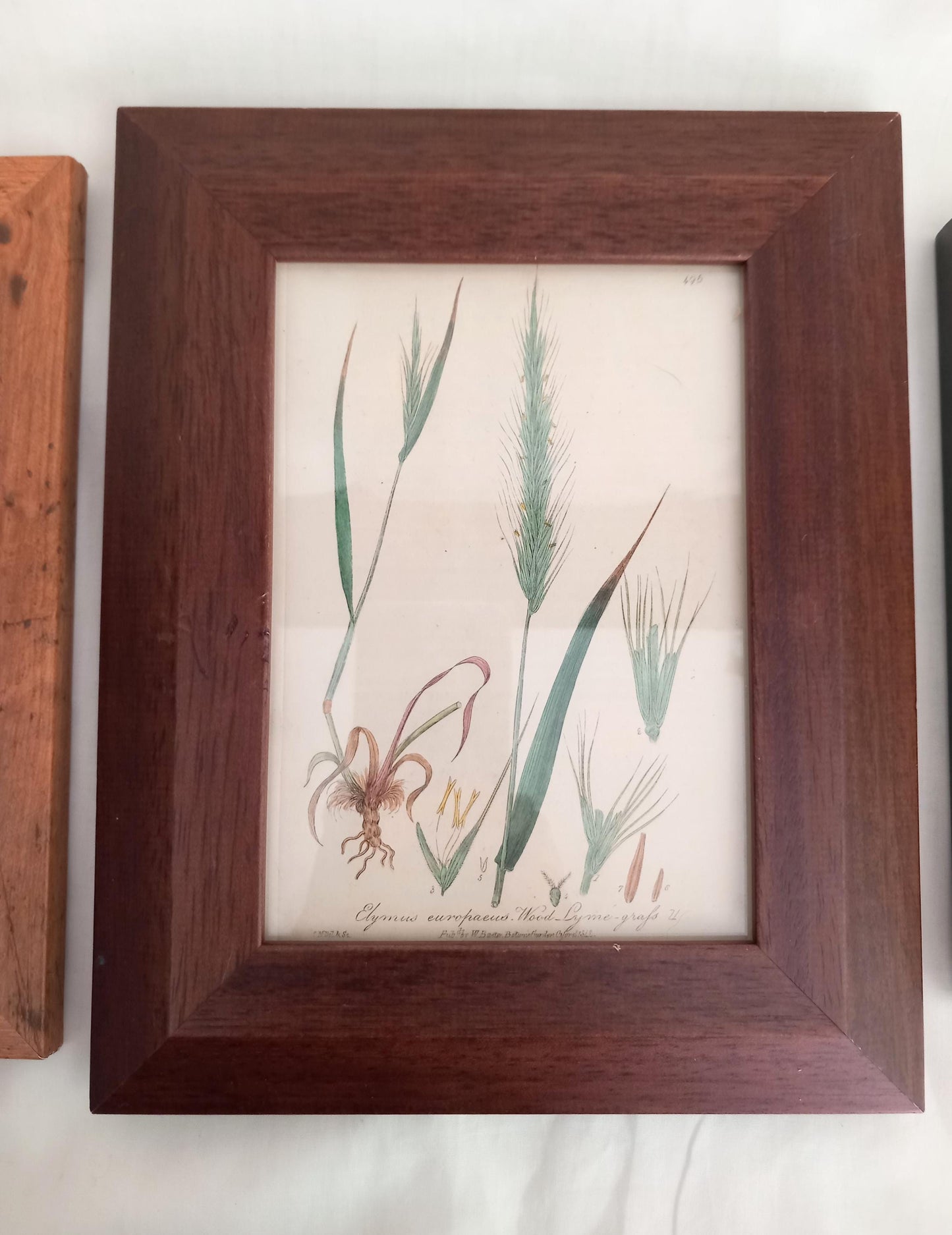 Set of 3 Baxter Antique Botanical Flower Prints Of Grasses In Wood Effect Frames