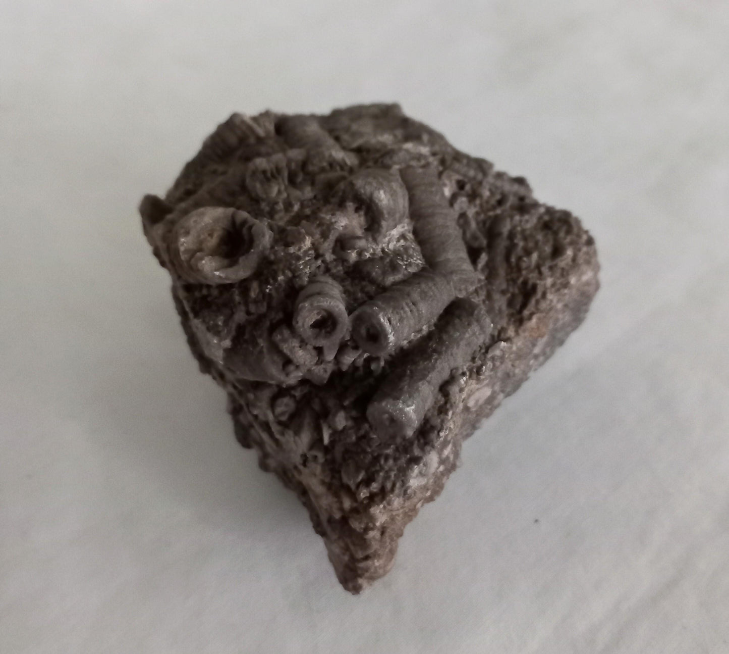 Crinoid Sea Lily fossil multiblock deathbed 6.5 CM UK specimen