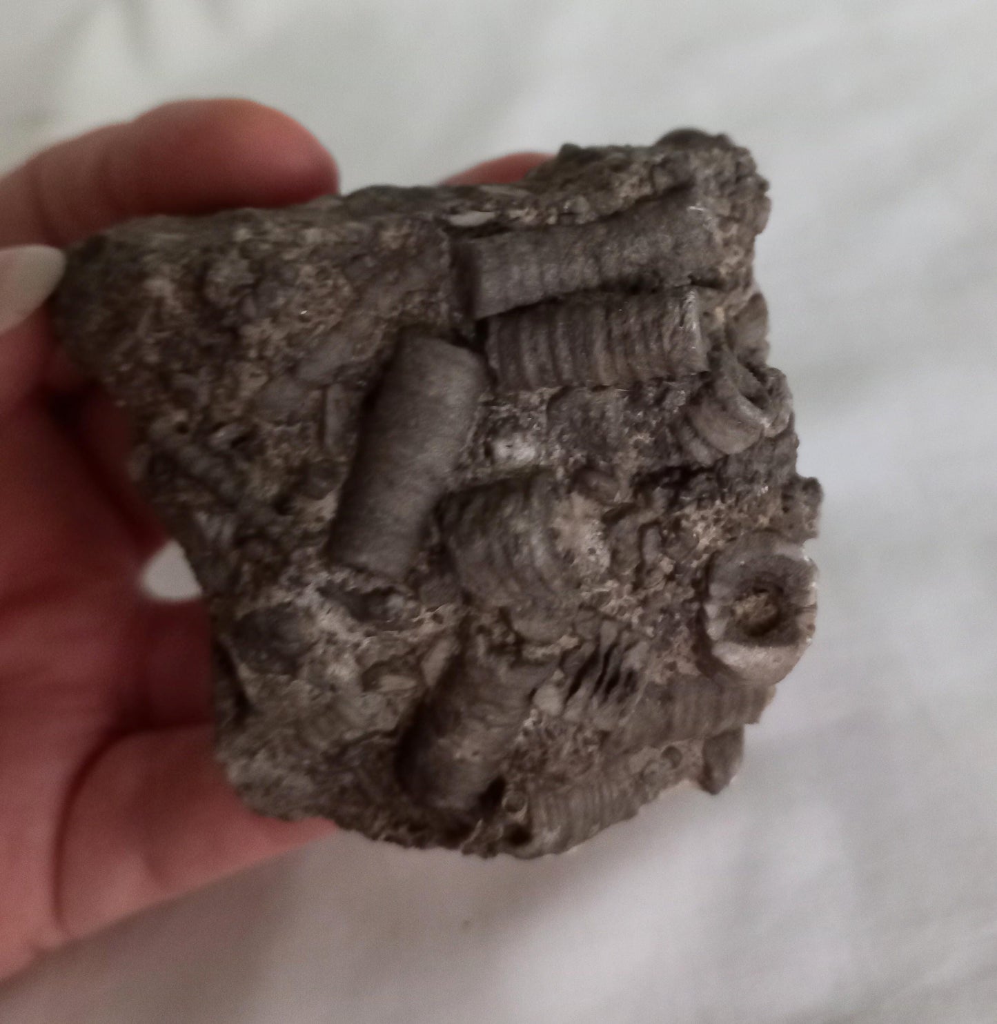 Crinoid Sea Lily fossil multiblock deathbed 6.5 CM UK specimen