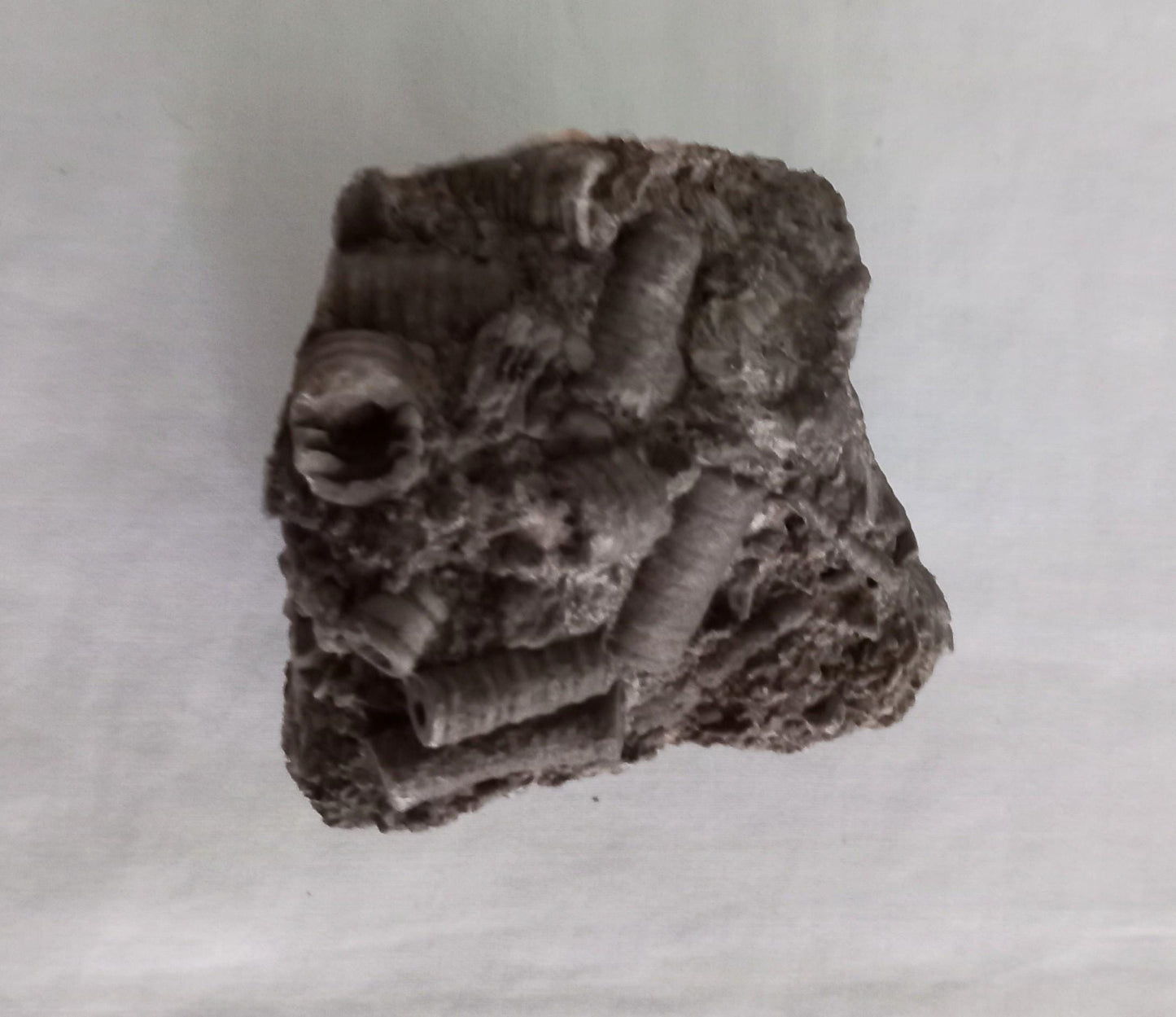 Crinoid Sea Lily fossil multiblock deathbed 6.5 CM UK specimen