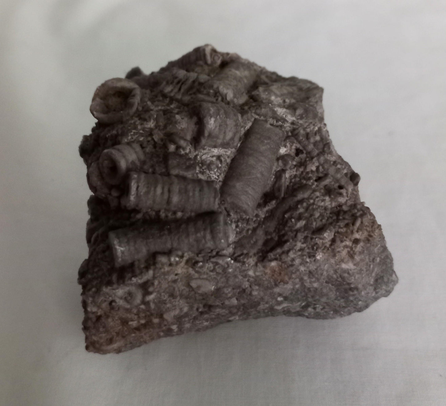 Crinoid Sea Lily fossil multiblock deathbed 6.5 CM UK specimen