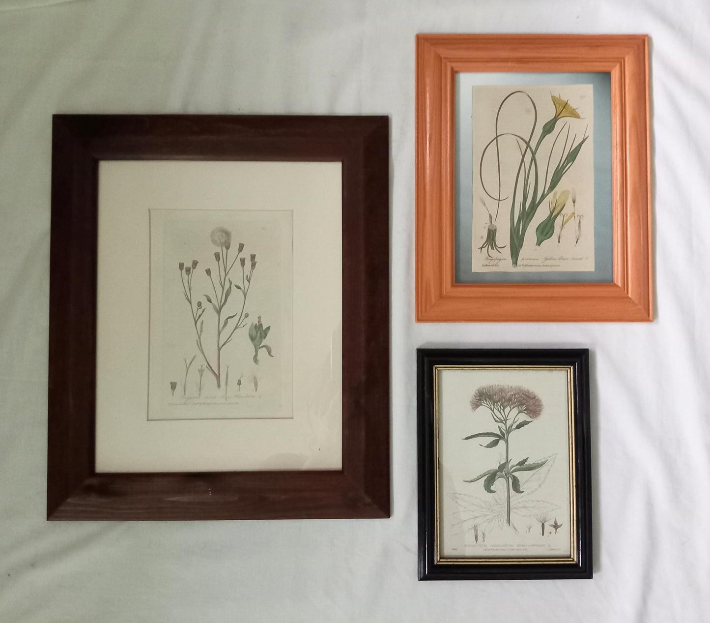 Set of 3 Baxter antique botanical flower prints in mismatched wooden frames