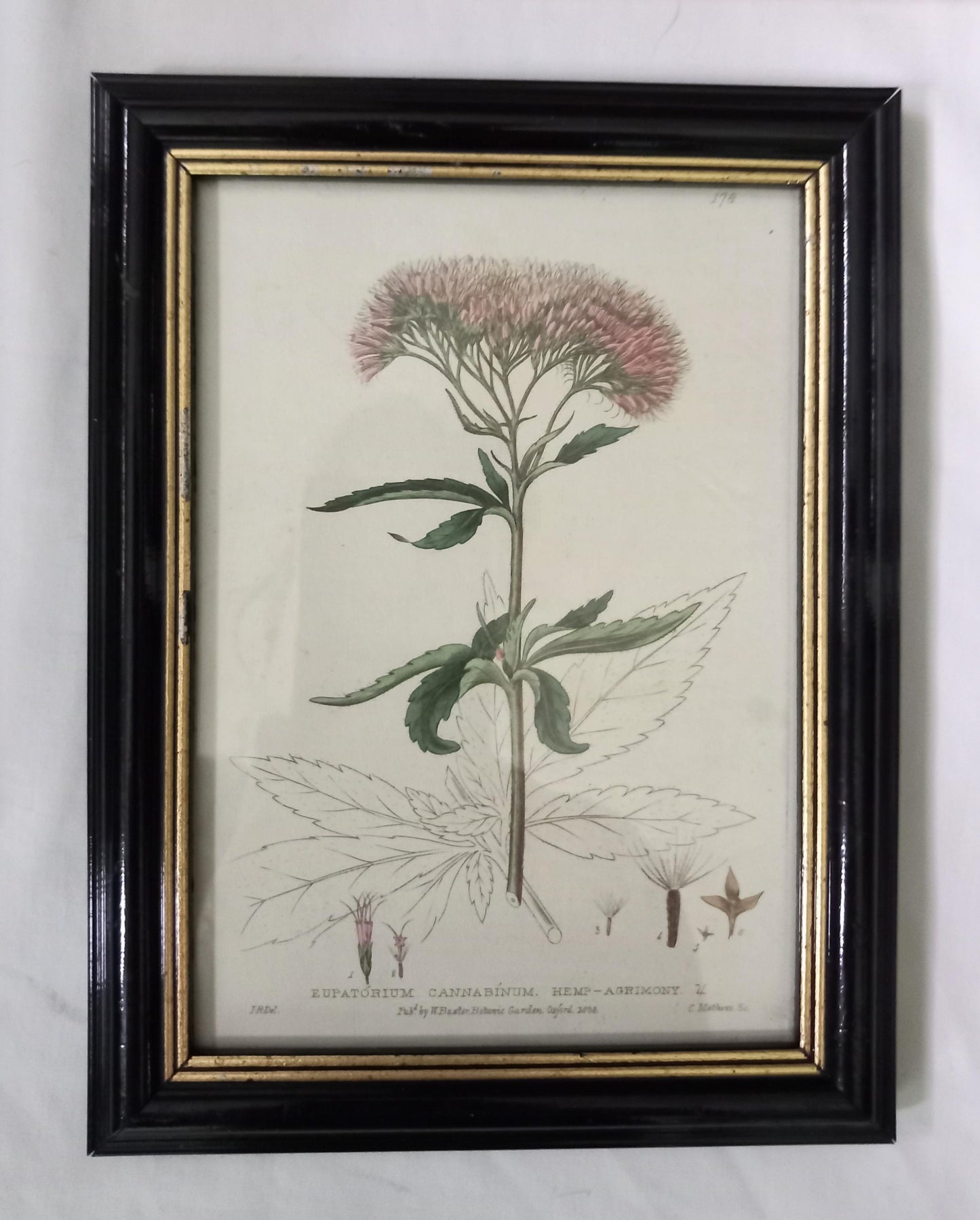 Set of 3 Baxter antique botanical flower prints in mismatched wooden frames