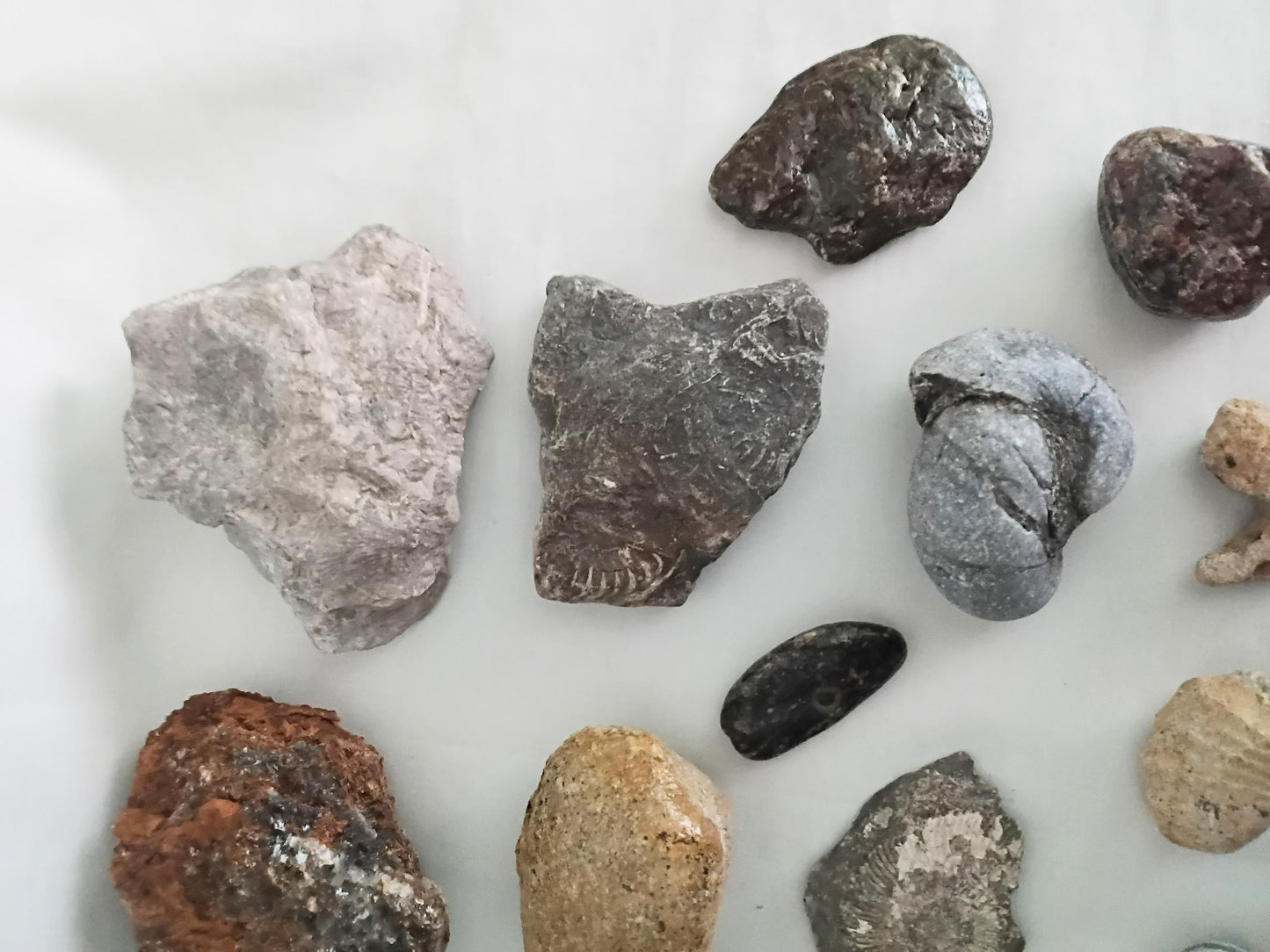 Lot of 20 UK fossils including bivalves, coral, brachiopod and gryphaea