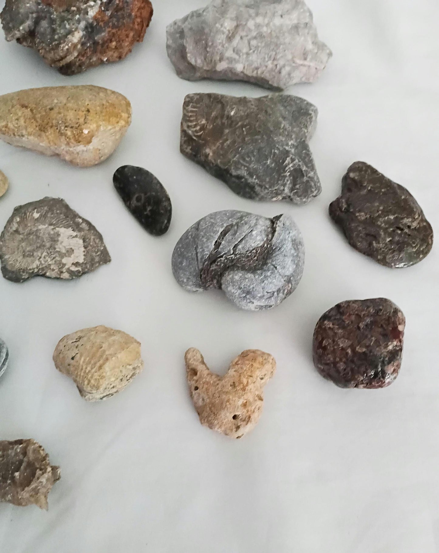 Lot of 20 UK fossils including bivalves, coral, brachiopod and gryphaea
