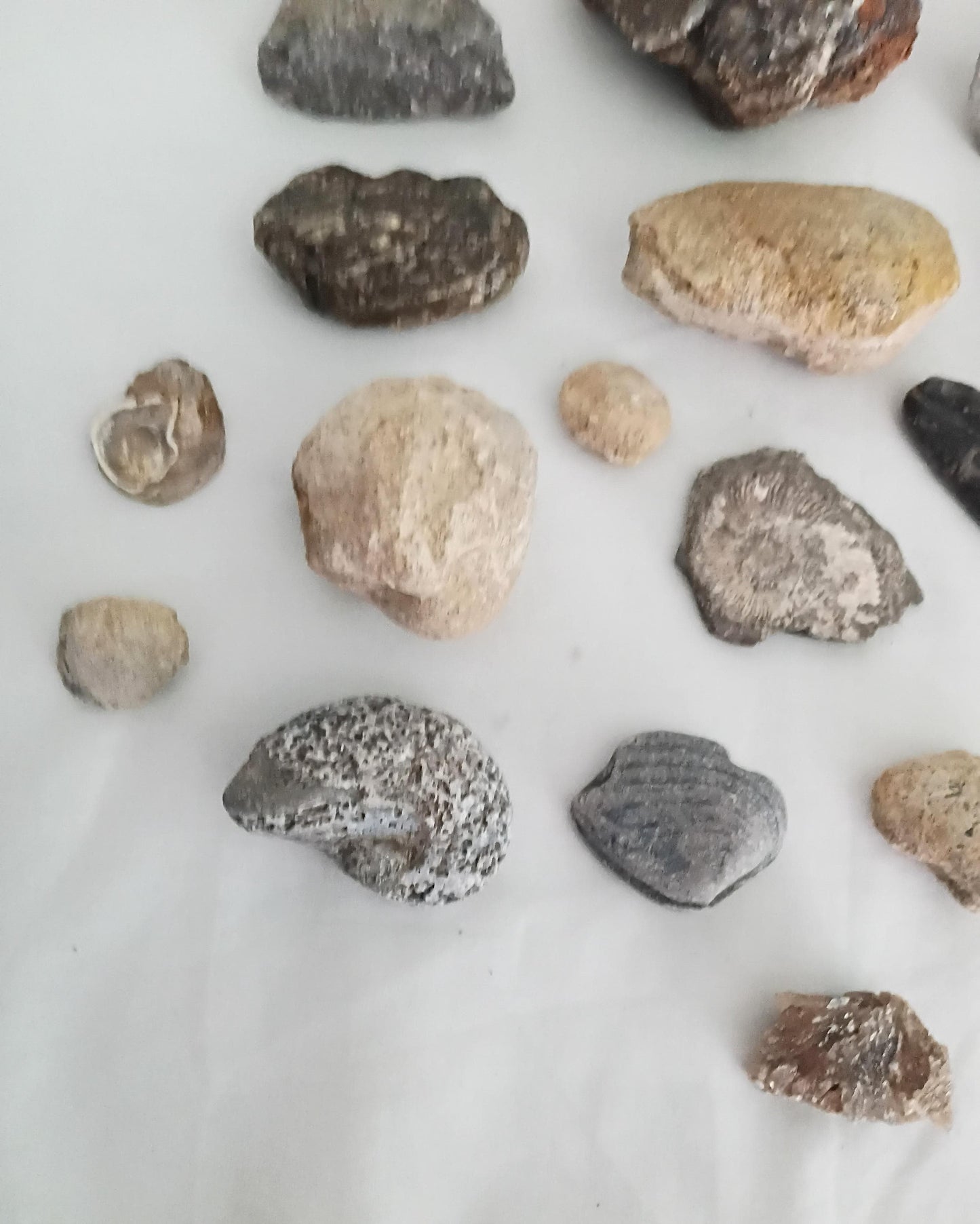 Lot of 20 UK fossils including bivalves, coral, brachiopod and gryphaea