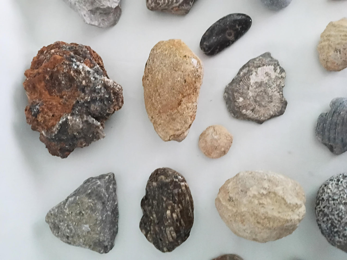 Lot of 20 UK fossils including bivalves, coral, brachiopod and gryphaea