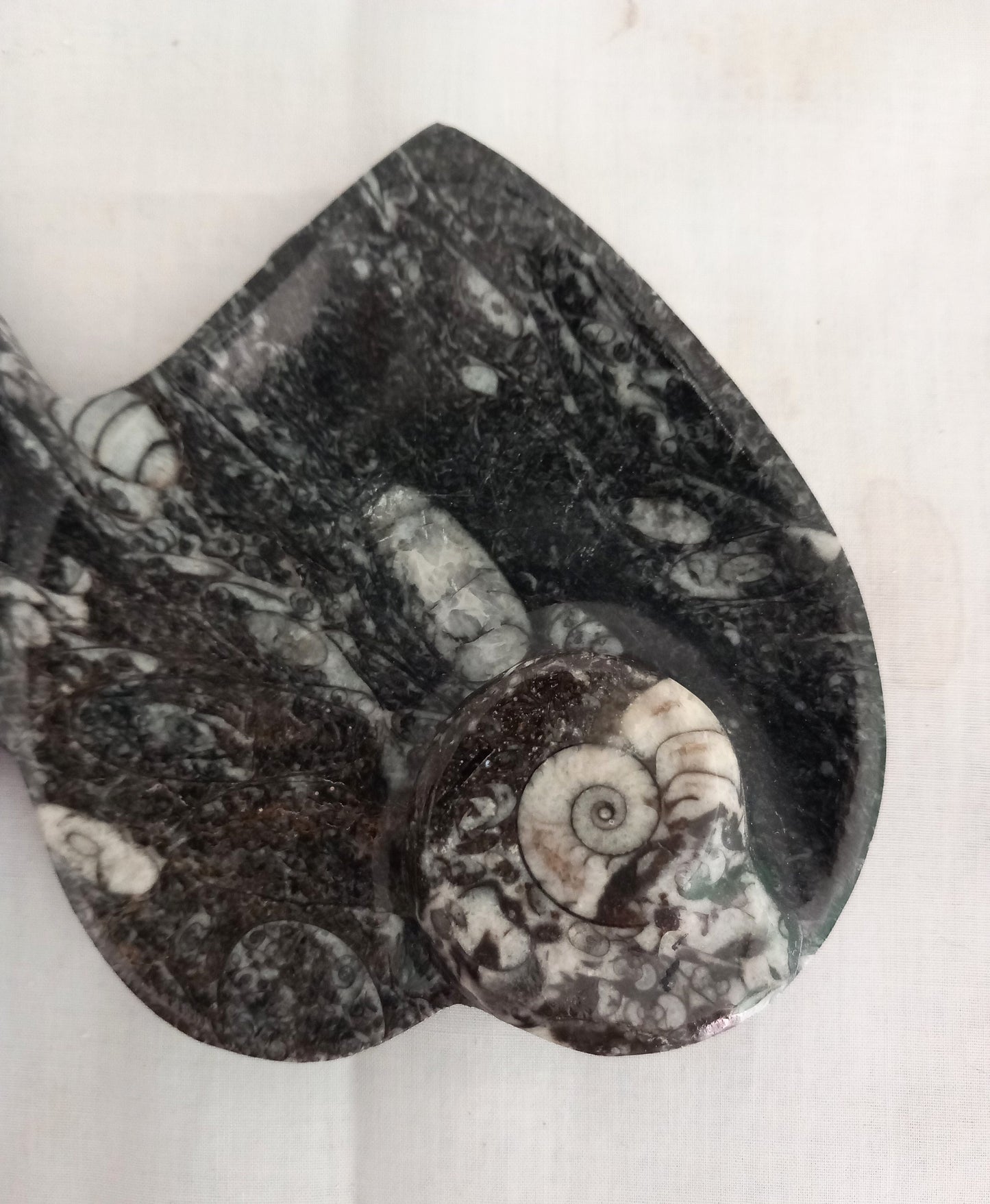 Double Heart Orthoceras & Goniatite Fossil Marble Bowl