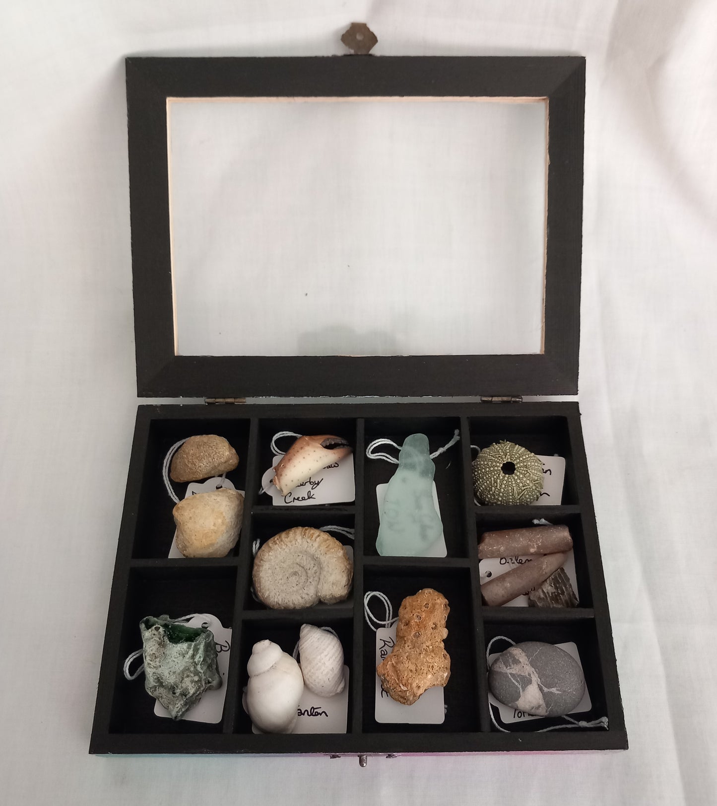OOAK Collectors Treasure Box Of UK Fossils & Beachcombing & Mudlarking Finds