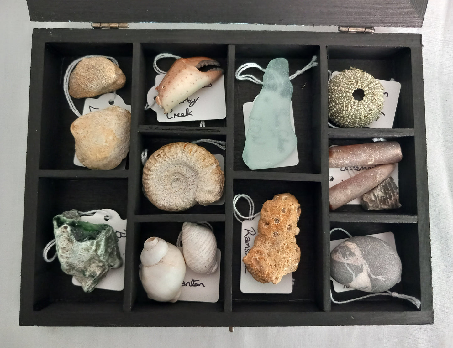 OOAK Collectors Treasure Box Of UK Fossils & Beachcombing & Mudlarking Finds