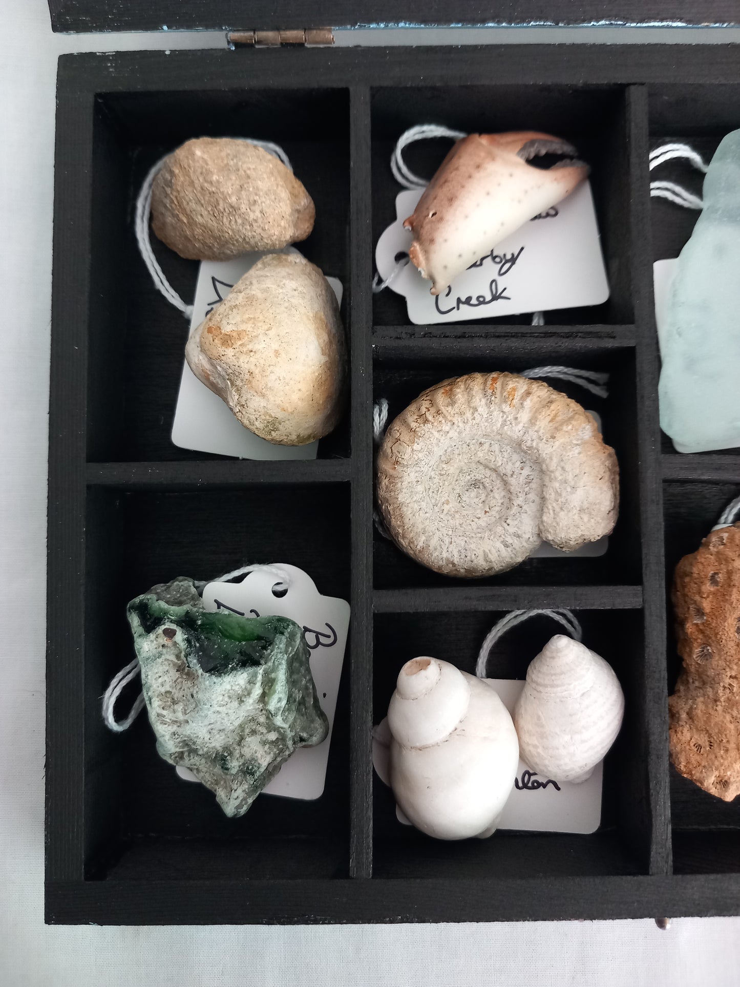 OOAK Collectors Treasure Box Of UK Fossils & Beachcombing & Mudlarking Finds