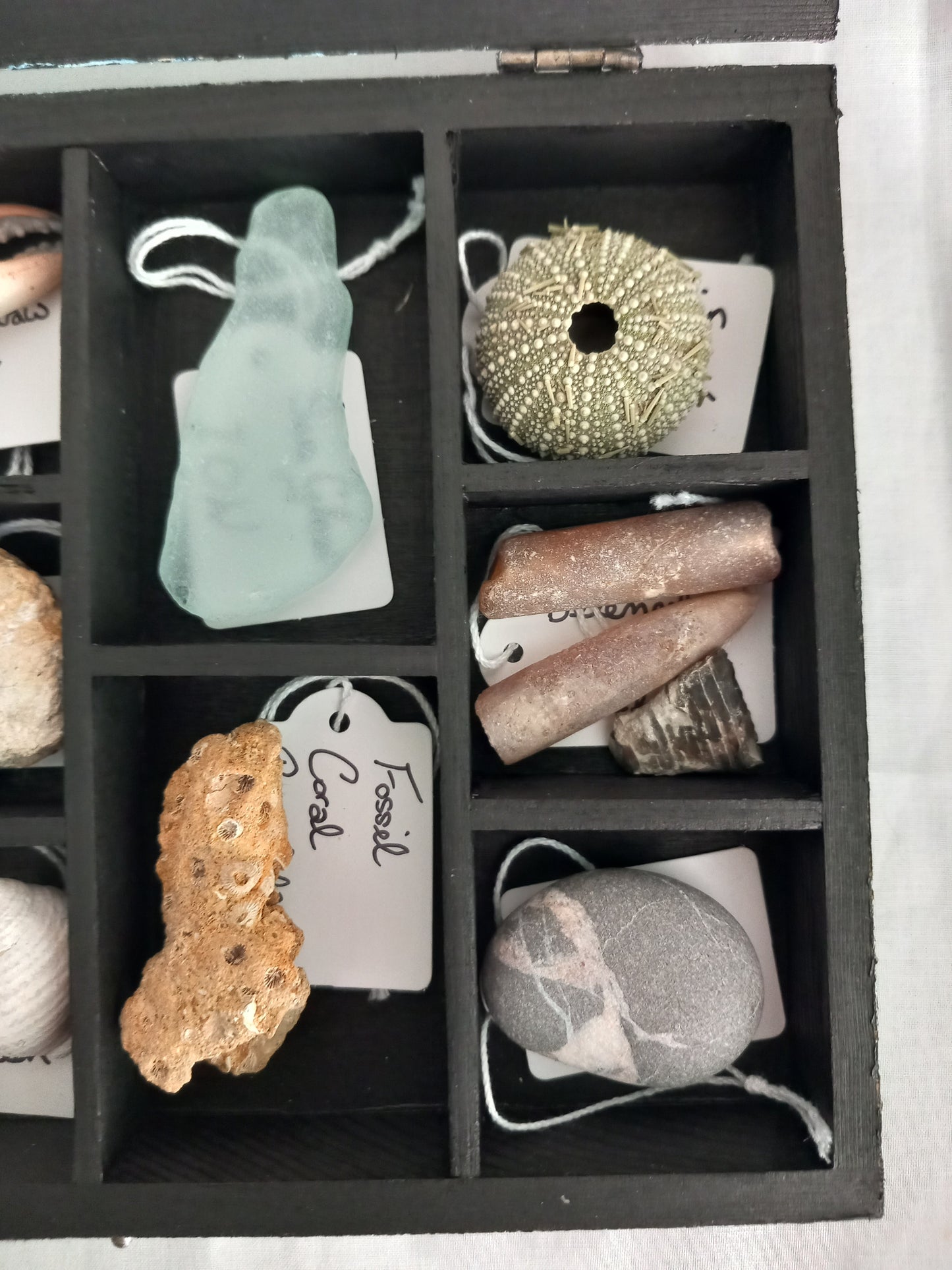 OOAK Collectors Treasure Box Of UK Fossils & Beachcombing & Mudlarking Finds