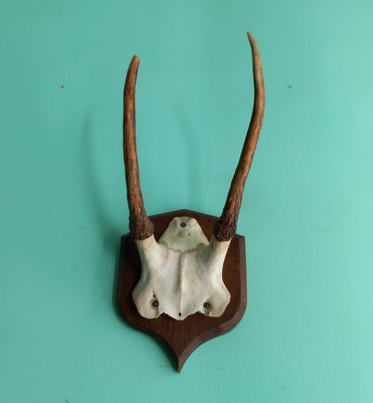 Vintage Roe Deer skull cap & antlers mounted on wooden shield