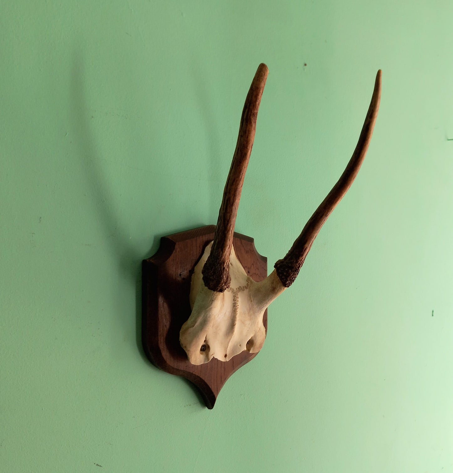 Vintage Roe Deer skull cap & antlers mounted on wooden shield