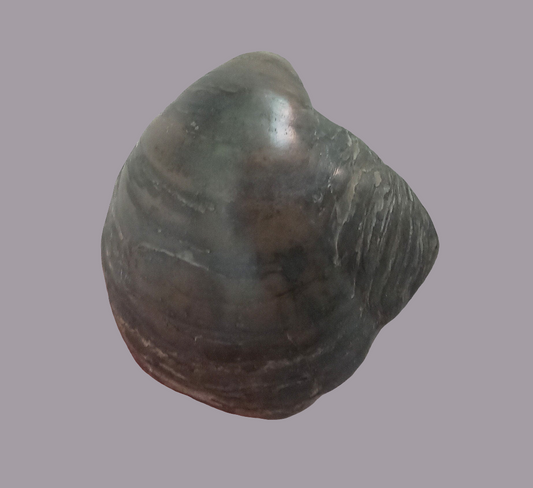 Polished Gryphaea Oyster Fossil, Oxford Clay Peterborough UK
