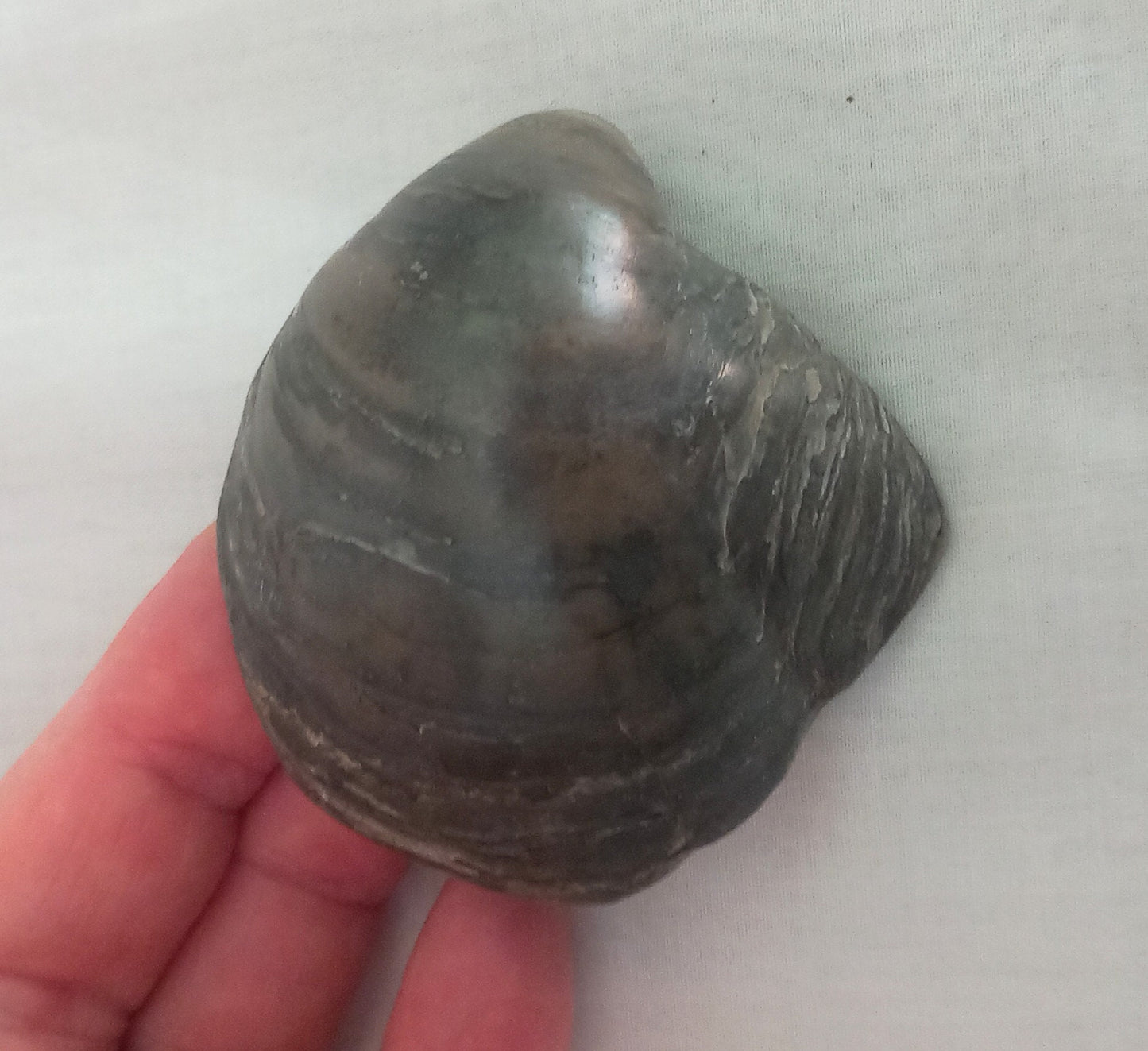 Polished Gryphaea Oyster Fossil, Oxford Clay Peterborough UK