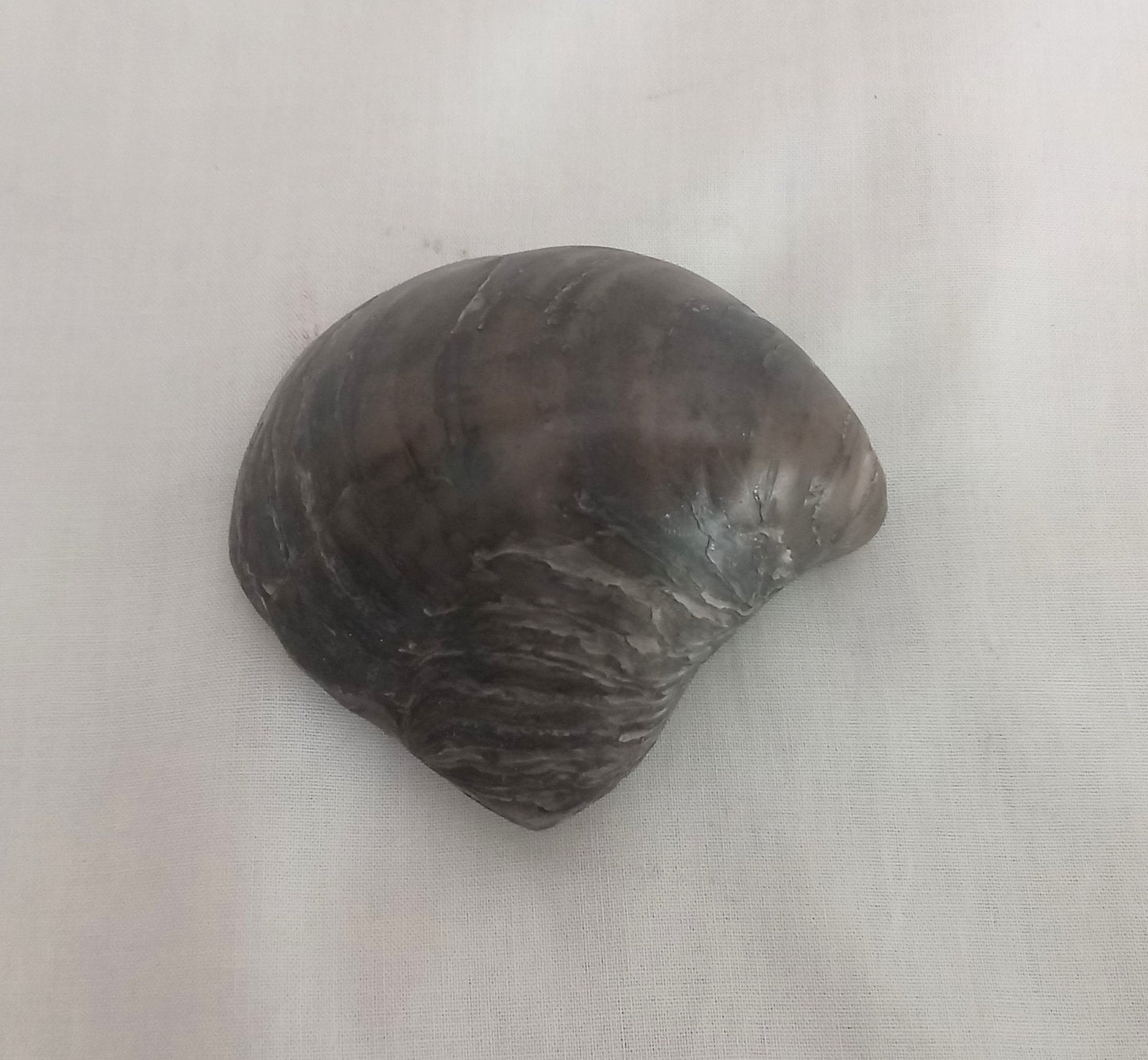 Polished Gryphaea Oyster Fossil, Oxford Clay Peterborough UK