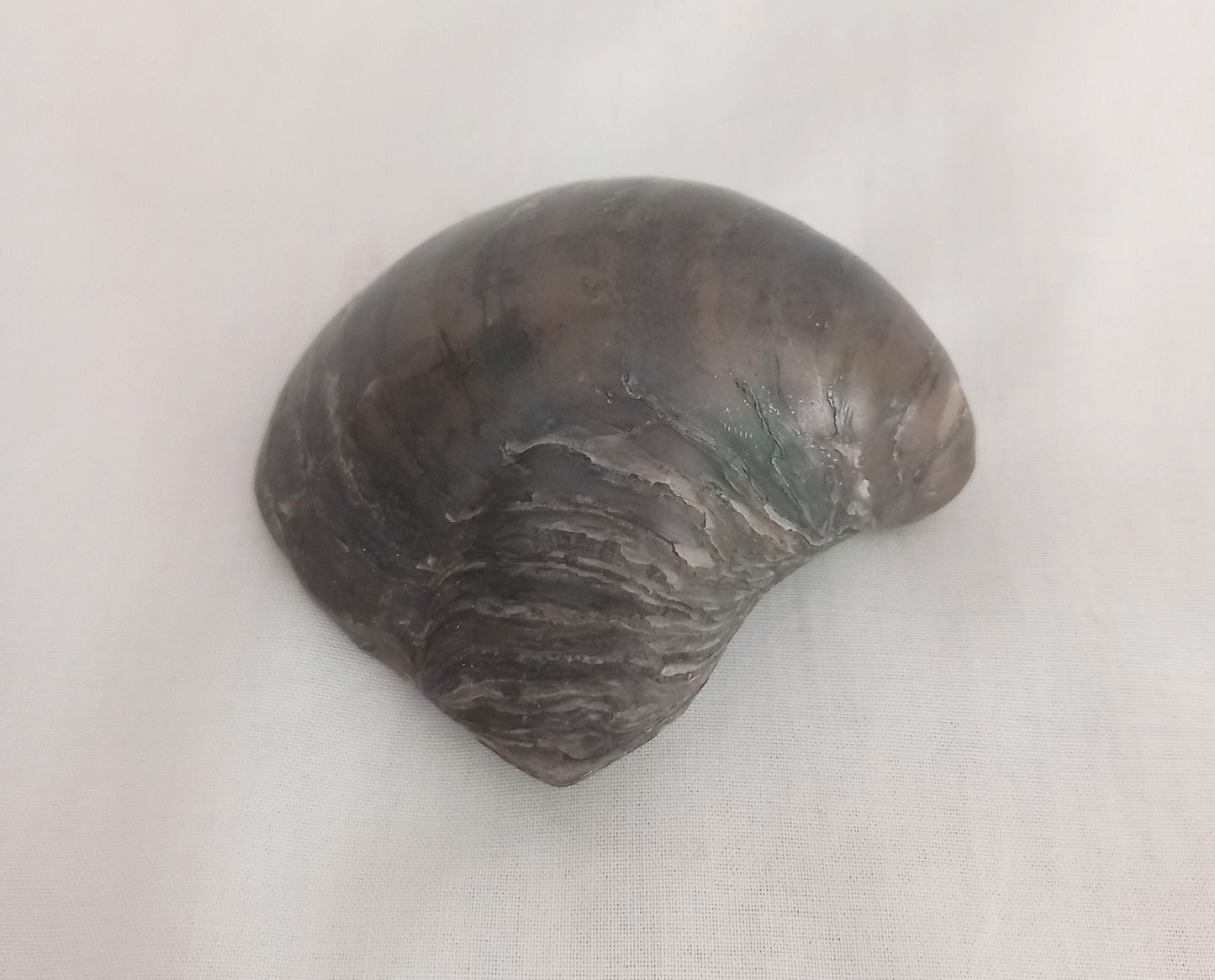 Polished Gryphaea Oyster Fossil, Oxford Clay Peterborough UK