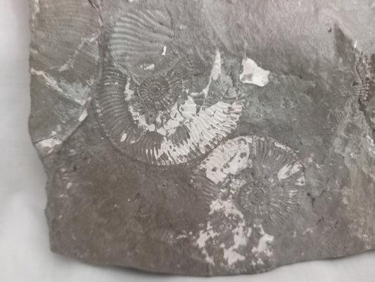 Large Flattened Ammonite Block, Oxford Clay, Peterborough UK