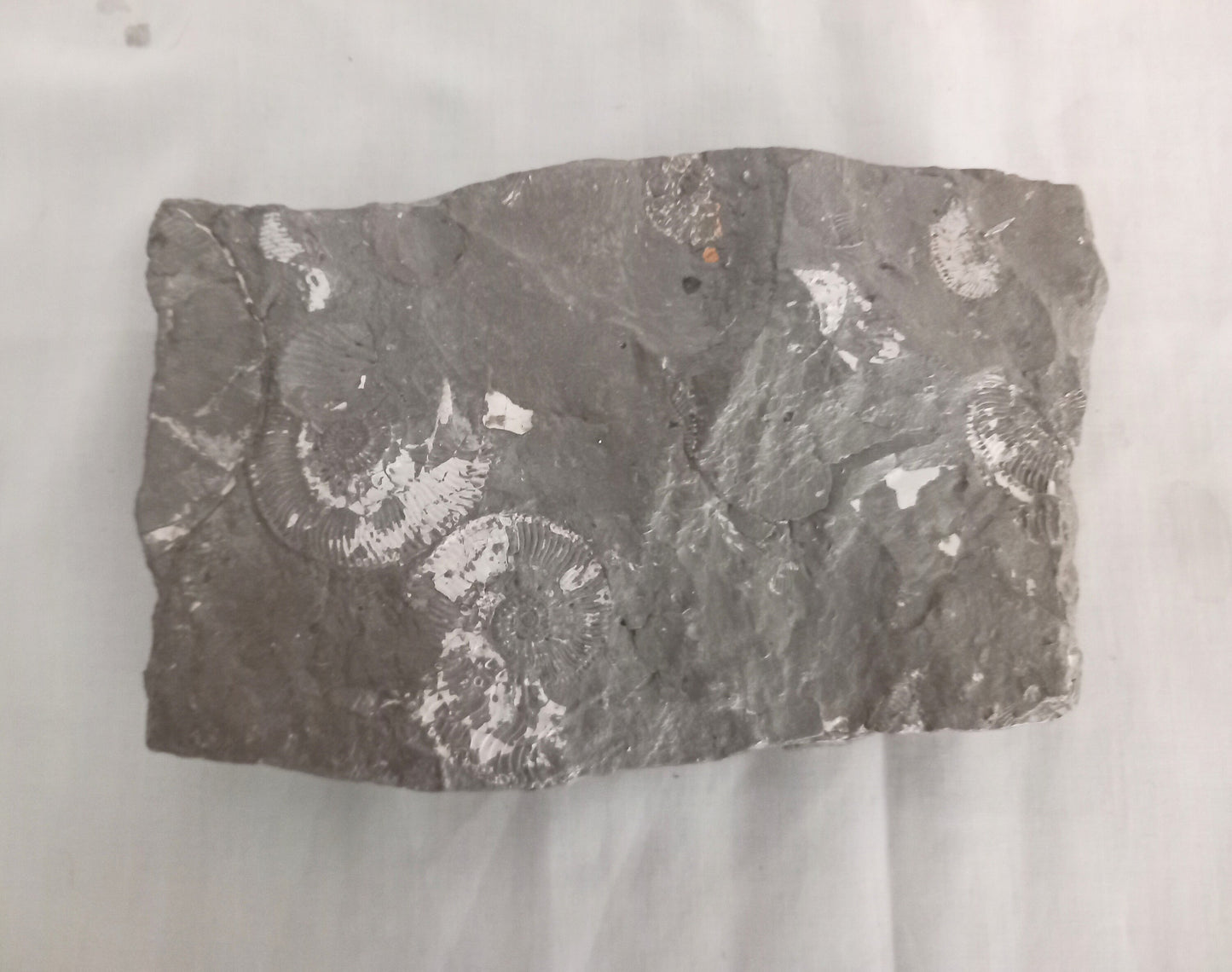 Large Flattened Ammonite Block, Oxford Clay, Peterborough UK
