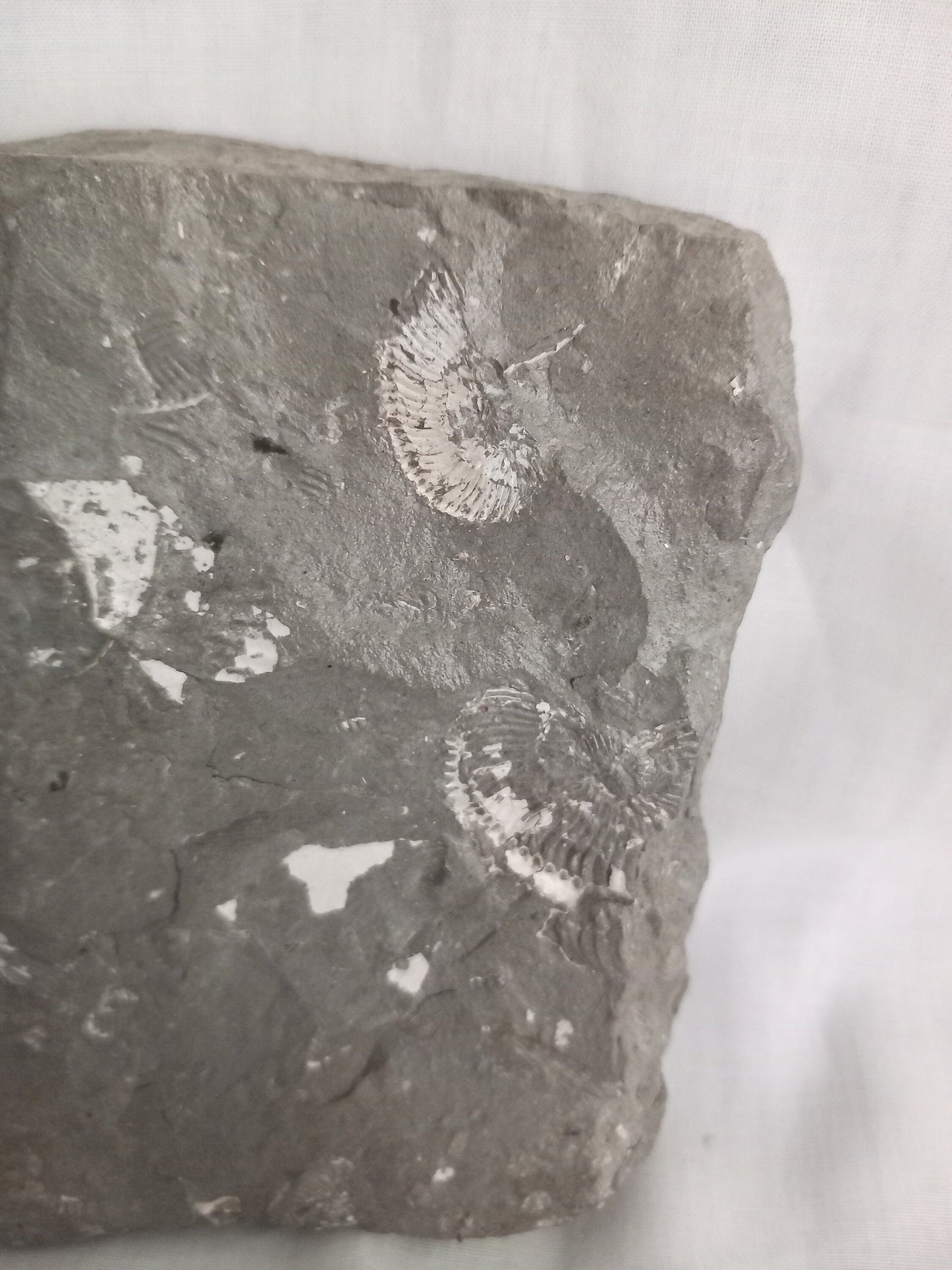 Large Flattened Ammonite Block, Oxford Clay, Peterborough UK