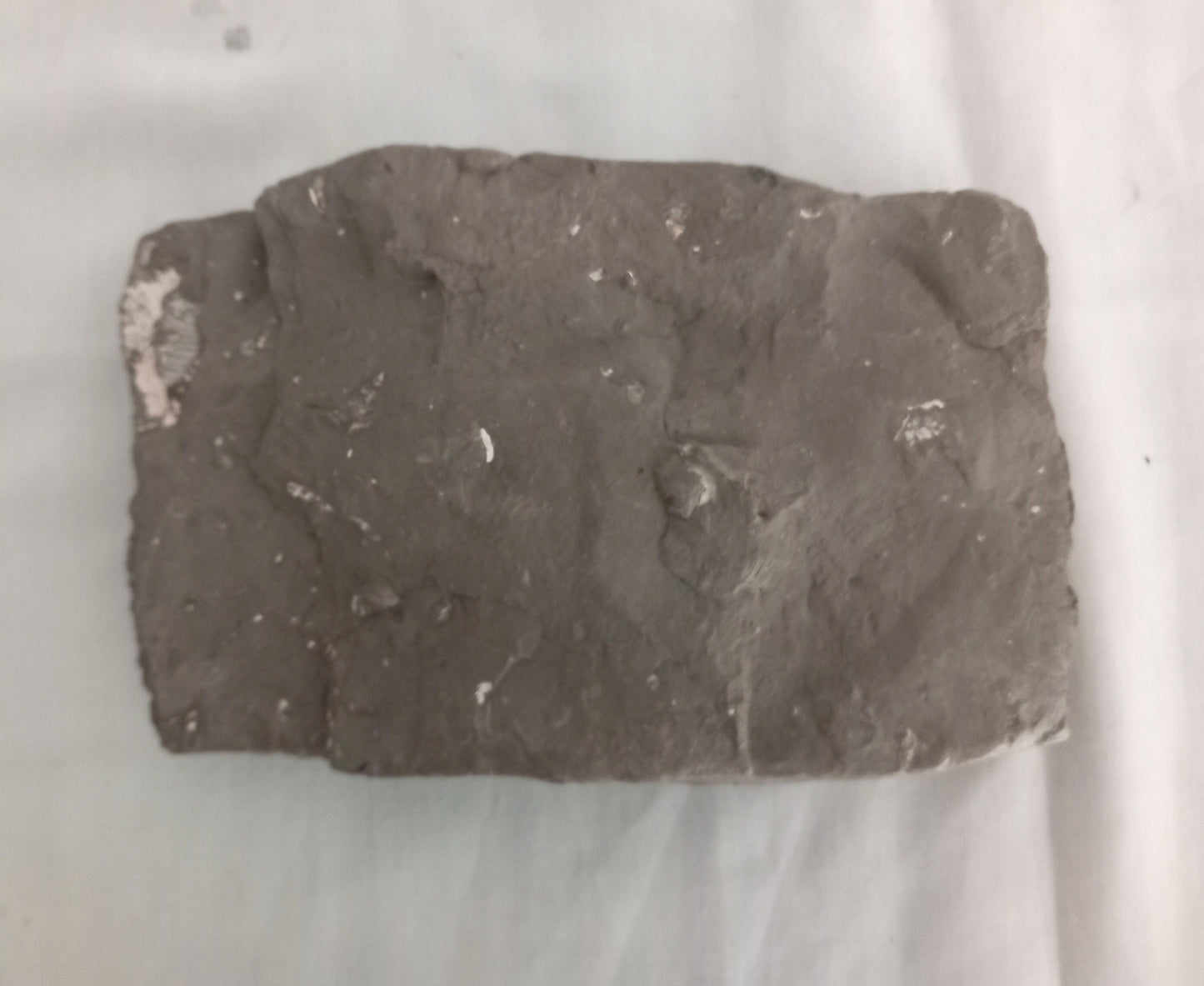 Large Flattened Ammonite Block, Oxford Clay, Peterborough UK