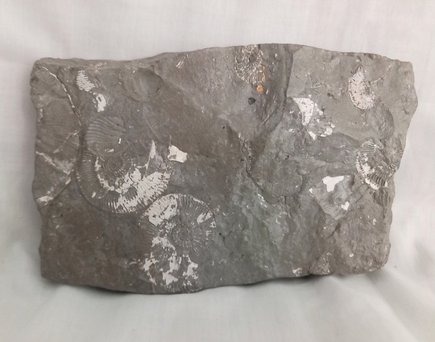 Large Flattened Ammonite Block, Oxford Clay, Peterborough UK