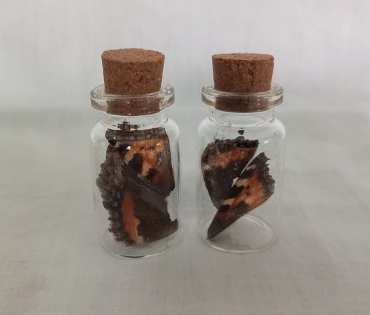 Miniature Butterfly Wing Curious Bottles