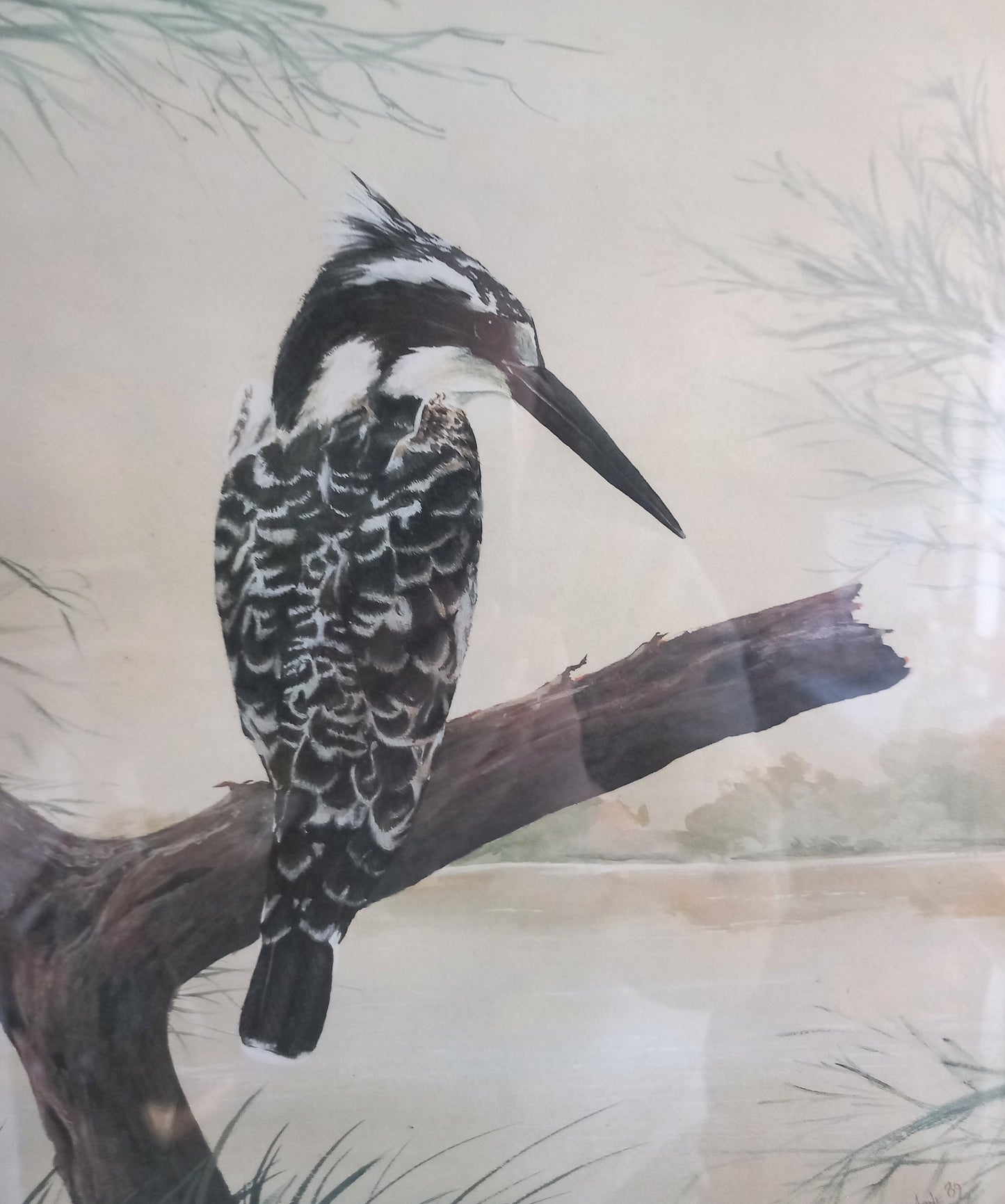 Watercolour painting of a Pied Kingfisher by Susan Jane 1989 in wood frame