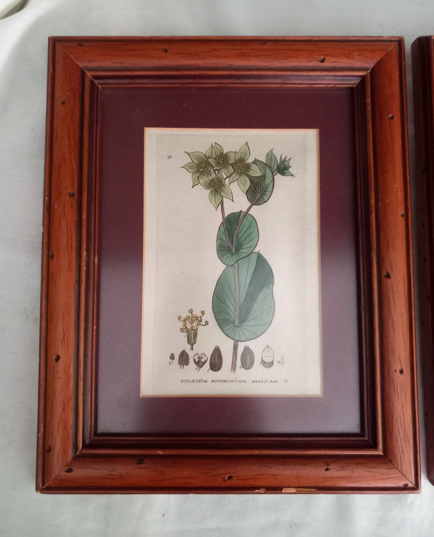 Set Of 3 Baxter Antique Botanical Flower Prints In Wood Frames