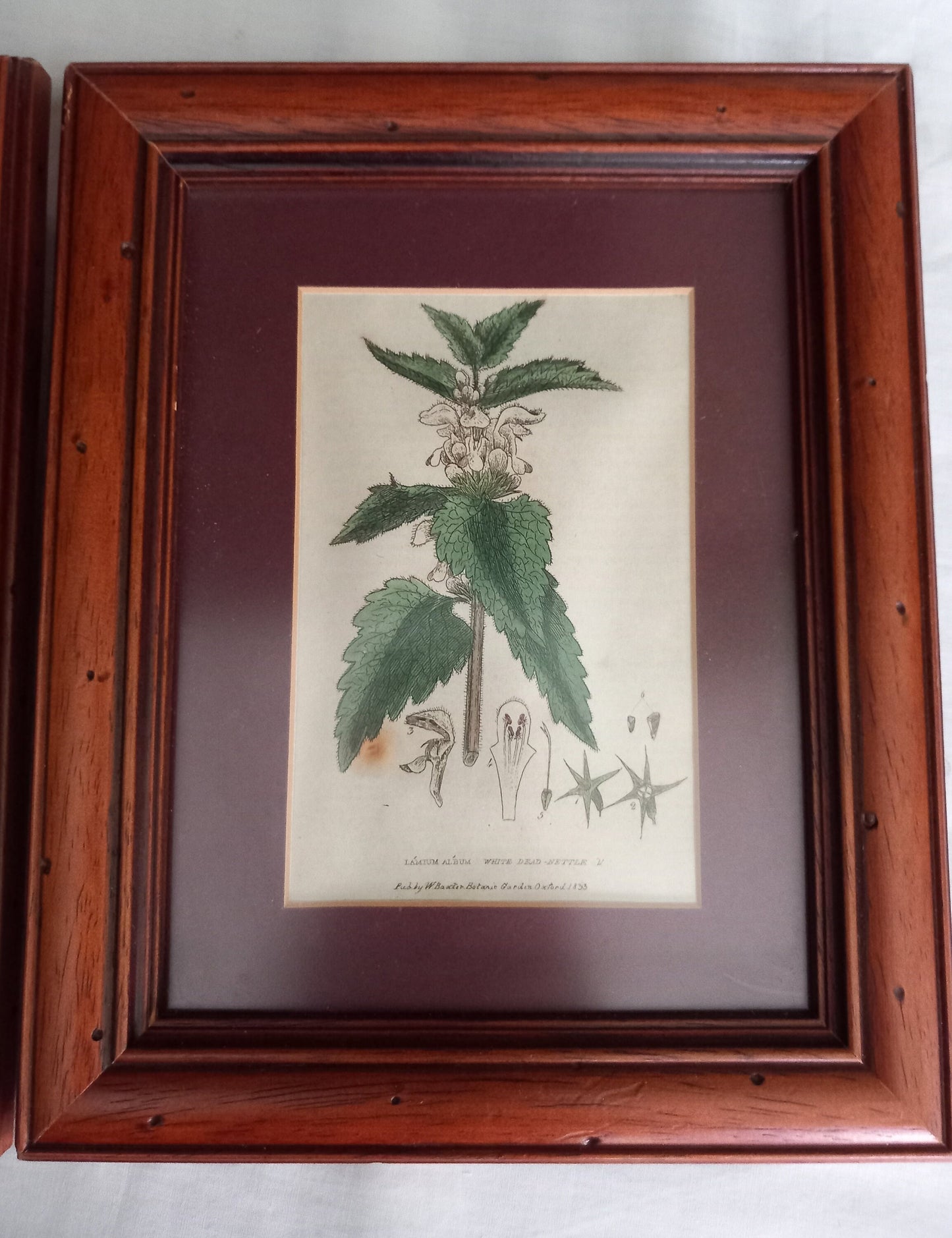 Set Of 3 Baxter Antique Botanical Flower Prints In Wood Frames