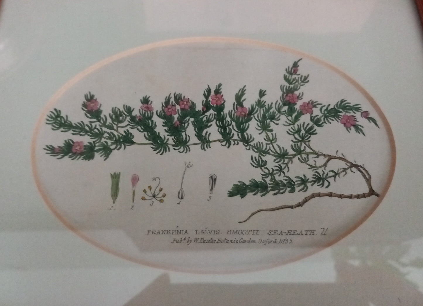 Set Of 2 Baxter Antique Botanical Flower Prints In Pine Frames