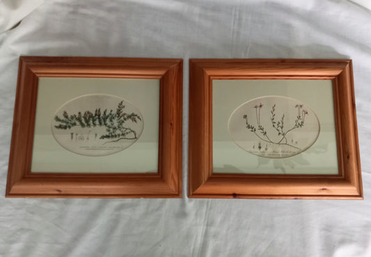 Set Of 2 Baxter Antique Botanical Flower Prints In Pine Frames