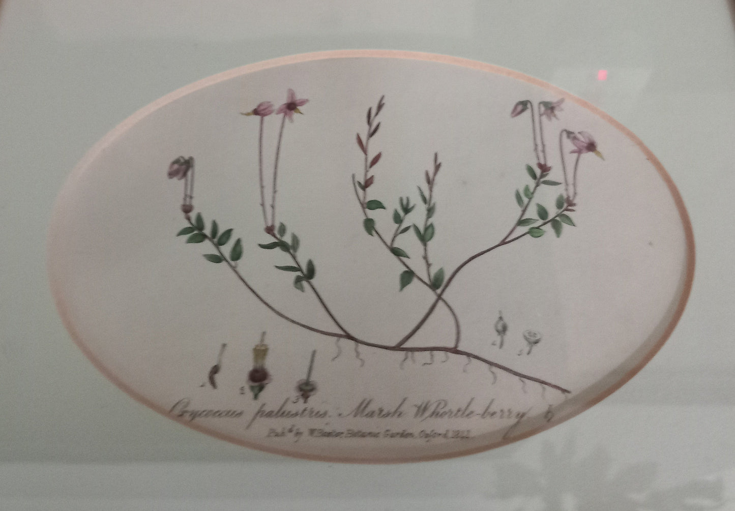 Set Of 2 Baxter Antique Botanical Flower Prints In Pine Frames