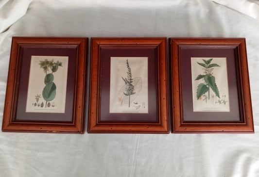 Set Of 3 Baxter Antique Botanical Flower Prints In Wood Frames