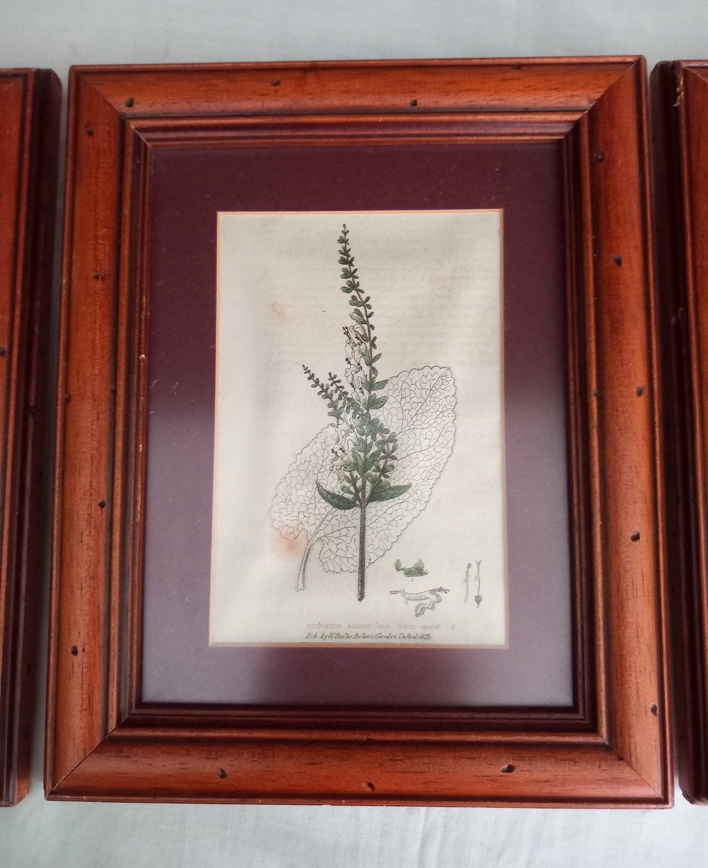 Set Of 3 Baxter Antique Botanical Flower Prints In Wood Frames