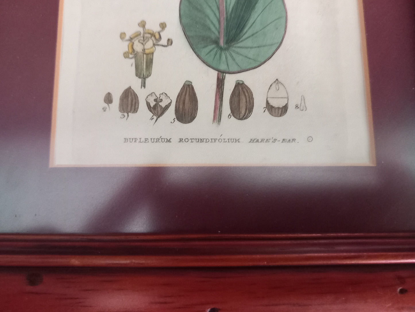 Set Of 3 Baxter Antique Botanical Flower Prints In Wood Frames