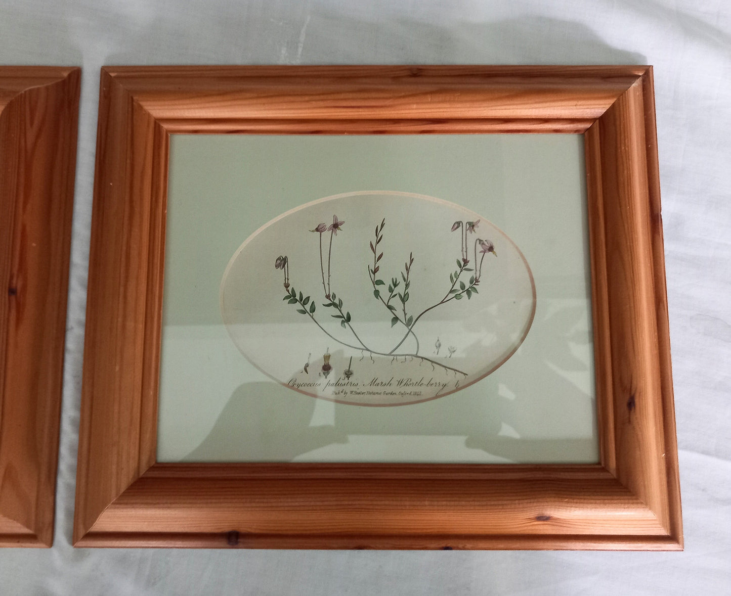 Set Of 2 Baxter Antique Botanical Flower Prints In Pine Frames