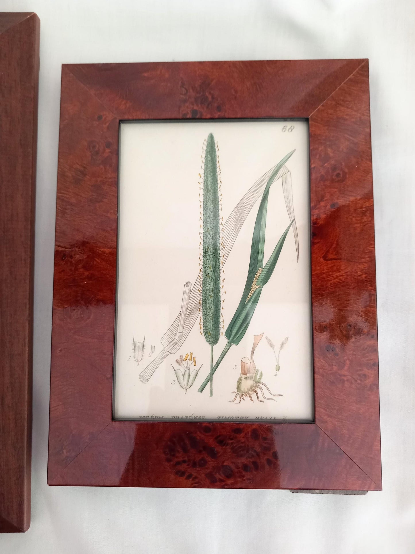 Set of 3 Baxter Antique Botanical Flower Prints Of Grasses In Wood Effect Frames